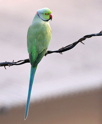 Rose ring parrot shop