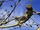Prehensile-tailed Skink
