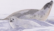 The Arctic A Guide to Coastal Wildlife Harp Seal