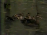 The Bandit and the Builder (1993)