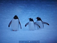 The Ocean Mosaic (1999)