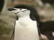 Wildest Antarctica (1998)