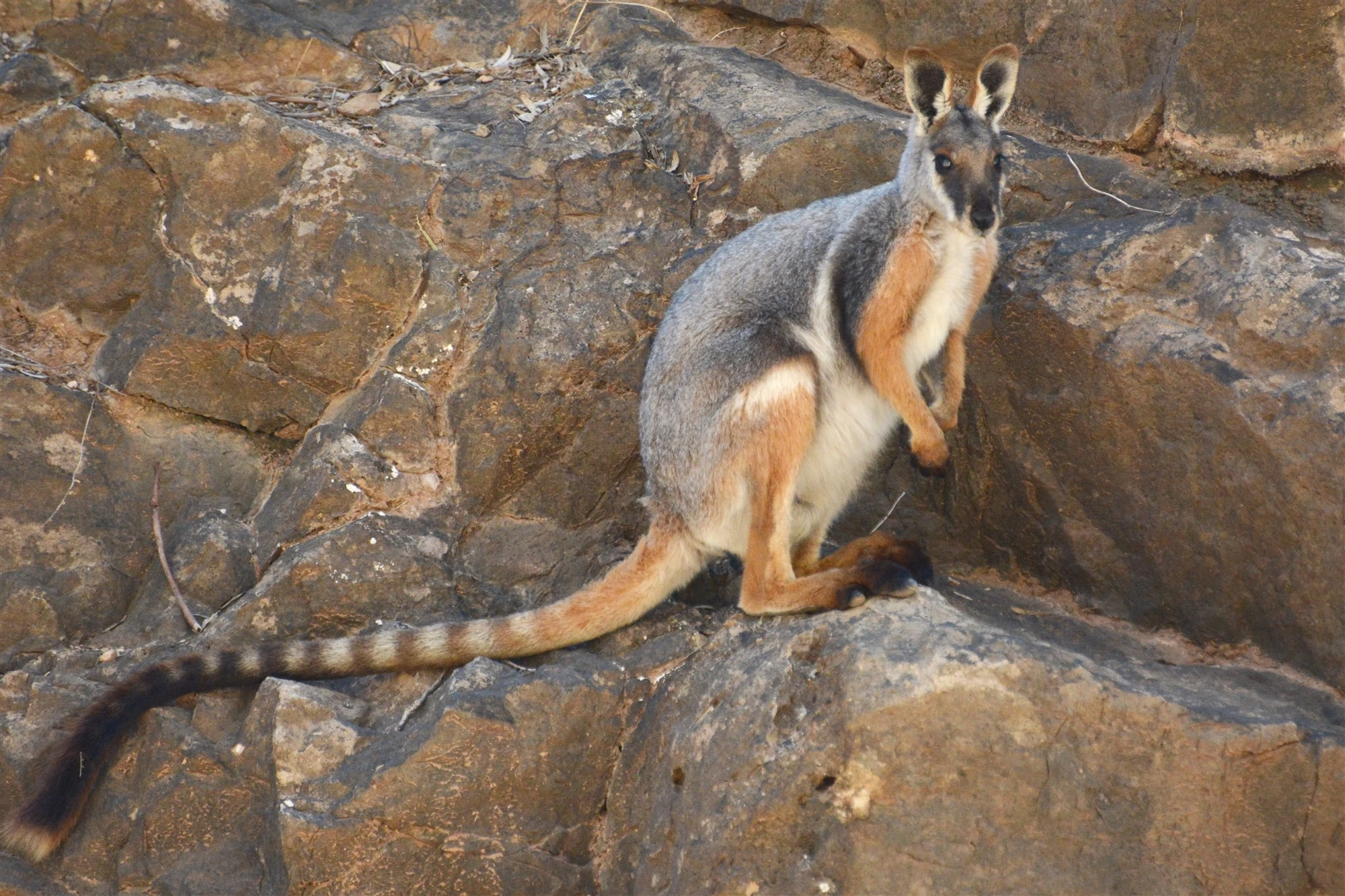 Yellow-footed Rock Wallaby | NatureRules1 Wiki | Fandom
