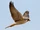 Lanner Falcon
