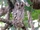 African Scops Owl