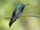 Mangrove Hummingbird