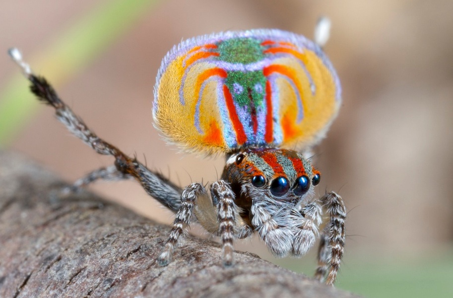 Peacock Spider, NatureRules1 Wiki