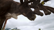 Alaska Animal Rescue (2020)