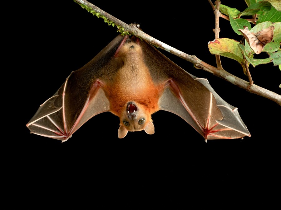 asian fruit bat