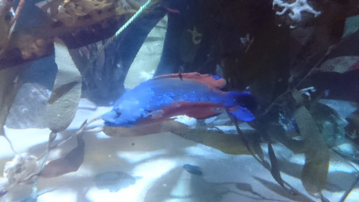 Cuckoo Wrasse NatureRules1 Wiki Fandom