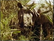 Follow That Tiger (1978)