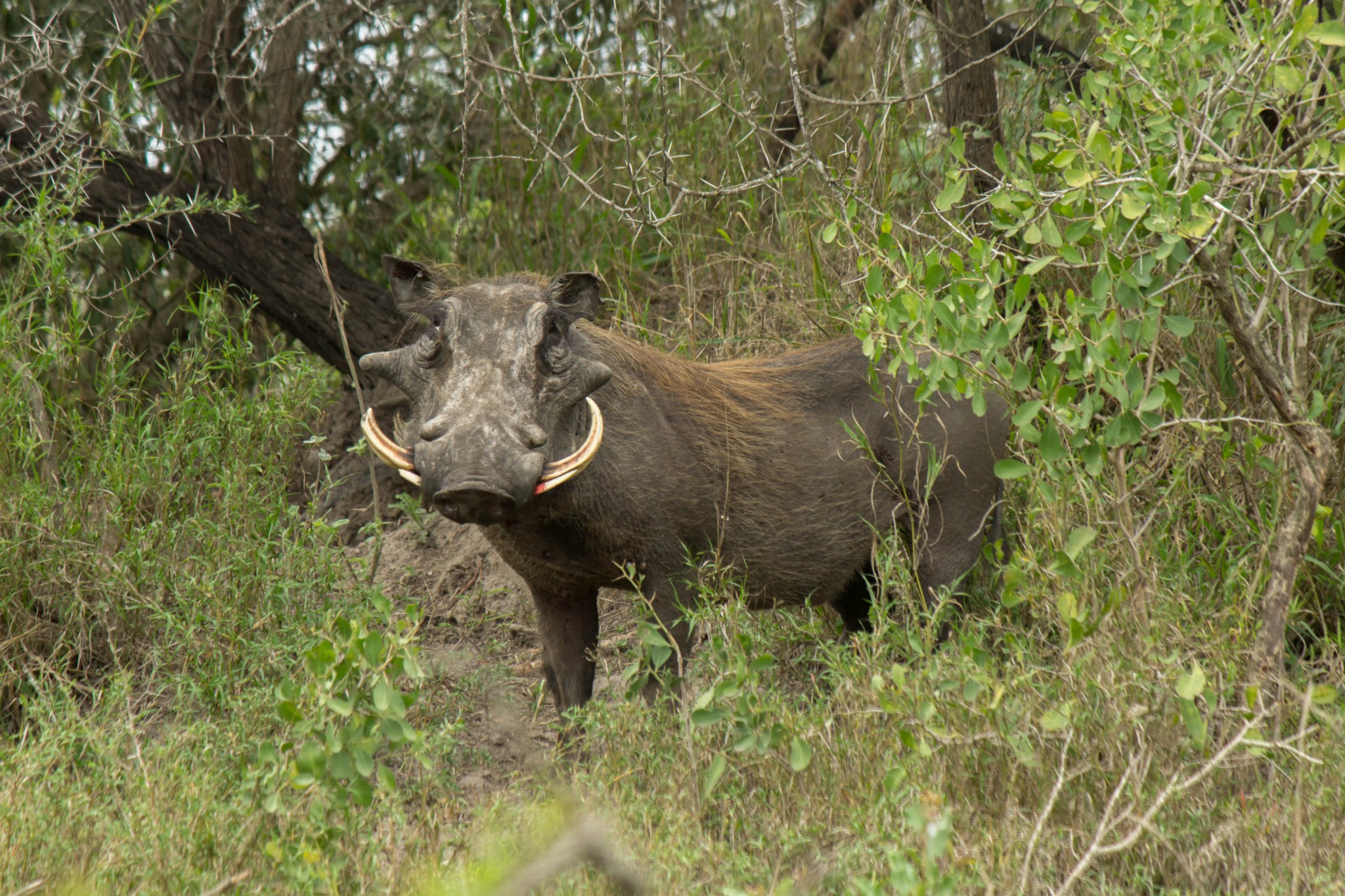 The Great Rift: Africa's Wild Heart - Wikipedia