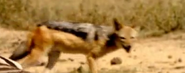 Walking with Beasts (2001)