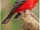 Vermilion Flycatcher