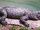 Siamese Crocodile