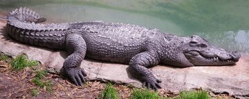 小物 WILD SWANS CROCODILE / NORMA(S) botas-de-cocodrilo-caiman-cola