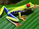 Red-eyed Tree Frog