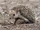 Long-eared Hedgehog