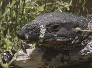 Kratts' Creatures (1996)