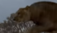 Noah's Ark (1999)