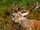 Red Deer