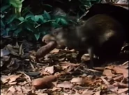 Selva Verde: The Green Jungle (1985)