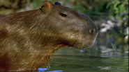 Wild Caribbean (2007)