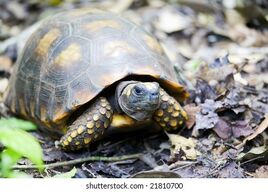 Yellowfooted-tortoise-260nw-21810700