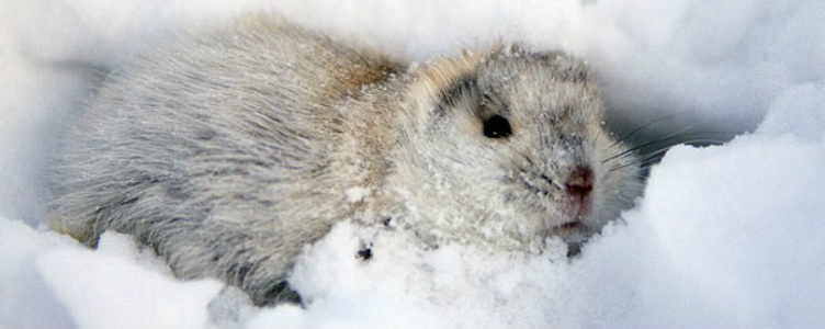 Northern Collared Lemming Species Profile, Alaska Department of Fish and  Game