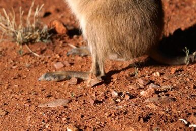 Black-flanked Rock Wallaby, NatureRules1 Wiki