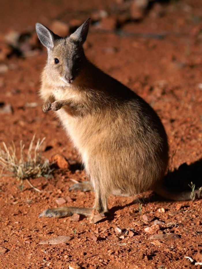 Rufous Hare Wallaby NatureRules1 Wiki Fandom
