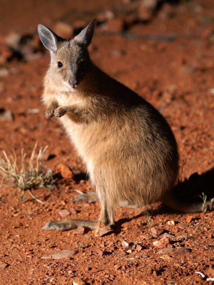 Black-flanked Rock Wallaby, NatureRules1 Wiki