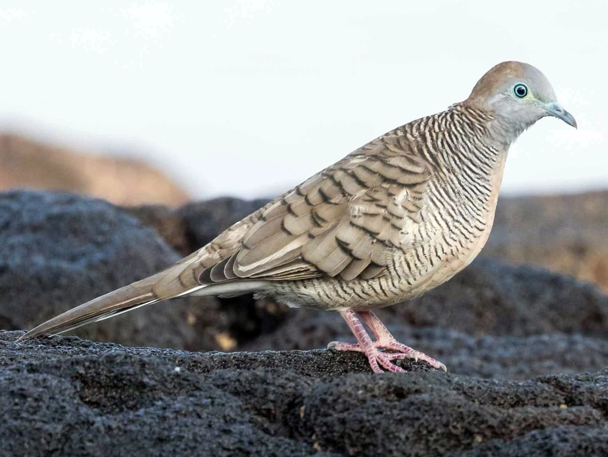 Zebra Dove NatureRules1 Wiki Fandom