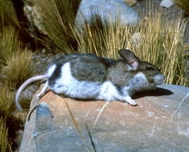 Altiplano Chincilla Mouse