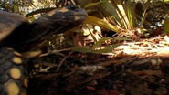 Amazon Claws (2005)