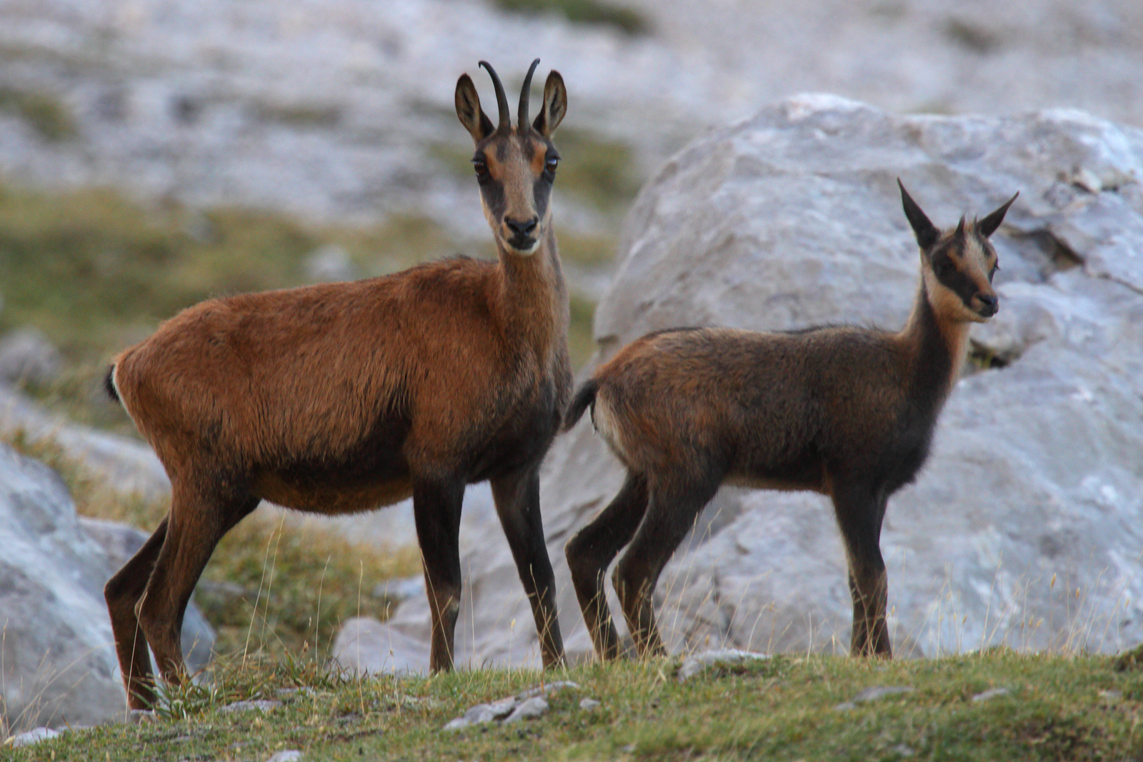 Chamois (Rupicapra rupicapra) - JungleDragon