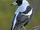 Australian Magpie