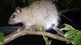 Tree-rat, Black-footed