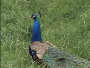 Wild America (1982-1994)