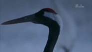 Wildest Islands (2012)
