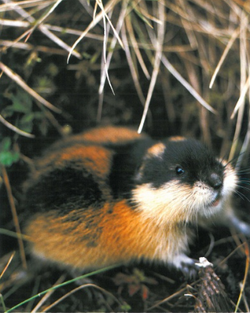 The nature of the Norwegian lemming: 'bloodthirsty, hairy