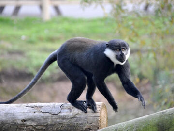L'Hoest's Monkey | NatureRules1 Wiki | Fandom