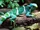 Fiji Crested Iguana