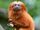 Golden Lion Tamarin