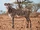 Grévy's Zebra