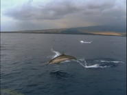 Dolphins: The Wild Side (1999)