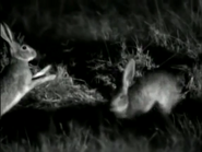 Five Big Cats and A Camera (2004)