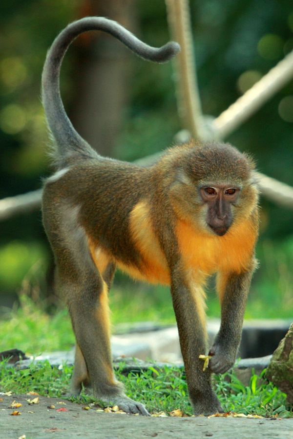 Golden-bellied Mangabey | NatureRules1 Wiki | Fandom