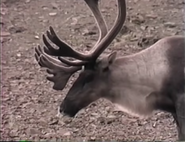 Hunters (1994)