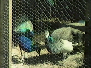 Jet Set Wildlife (1984)